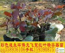 供应信息 产品名称 红叶杨容器苗彩色杨树绿化