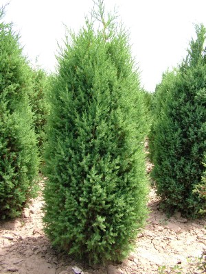 供应信息 产品名称 出售西安桧柏-- 中国林业网