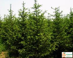 供应信息 产品名称 出售1-8米云杉及各种花灌木