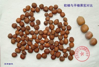 供应信息 产品名称 供应欧洲榛子(欧榛)优质品