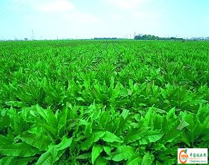 产品名称: 林草间作优质牧草——鲁梅克斯[供]