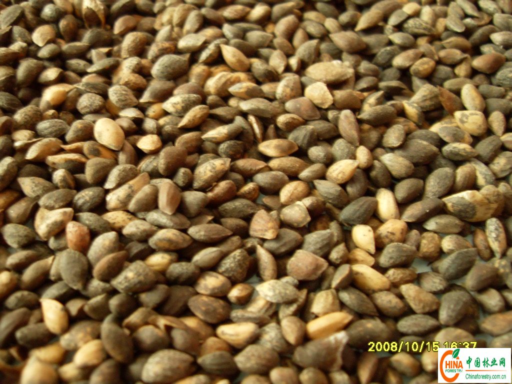 供应信息产品名称供应湿地松种子,园林绿化树