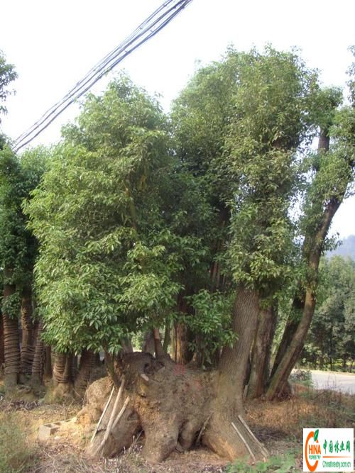 名称 桂花古桩 桂花桩 桂花树桩 古桩桂花 桂花盆景