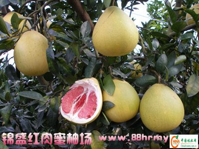 供应信息 产品名称 品质源自品味---柚的语述--