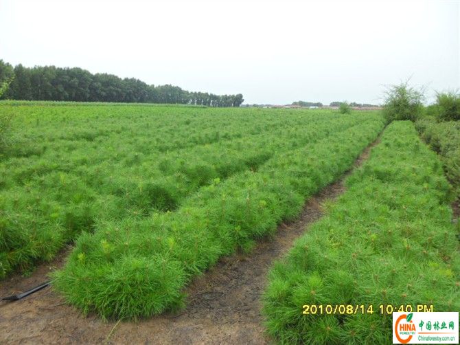 油松求购信息,今日苗木,求购油松