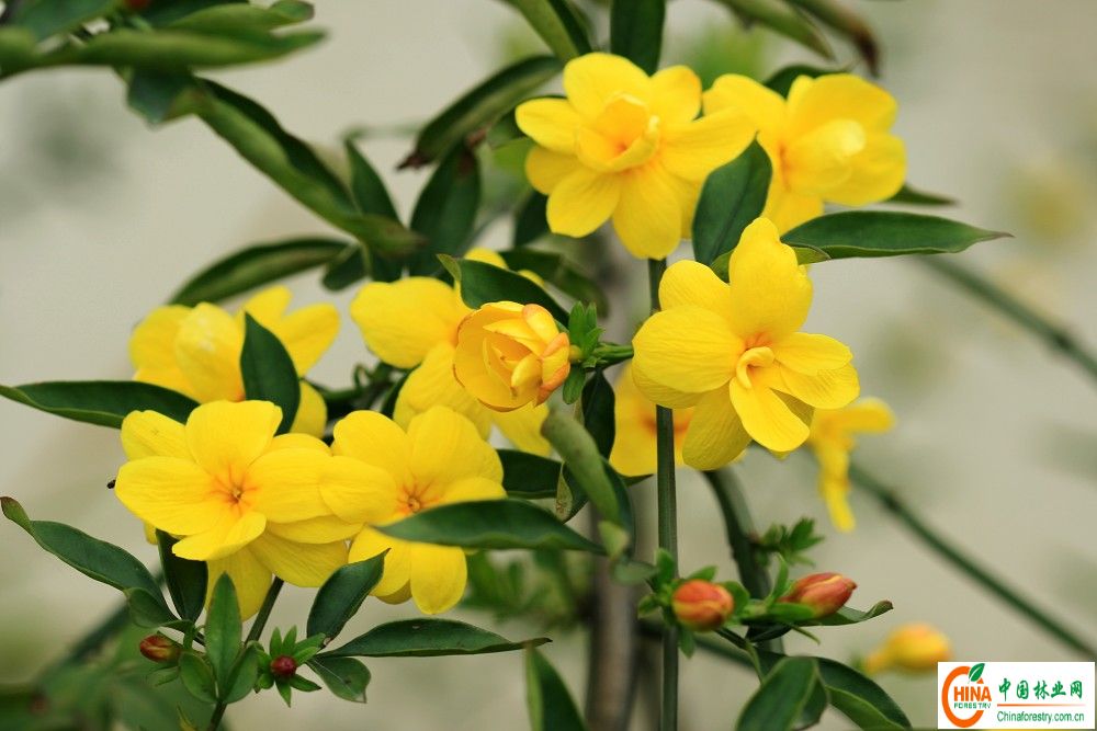 供应信息 产品名称 售迎春、连翘、木槿、棣棠