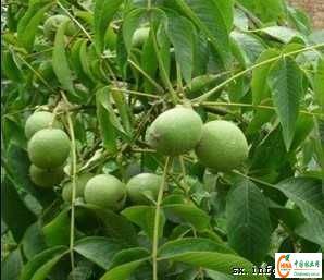 供应信息 产品名称 果树林业站供应山西核桃苗