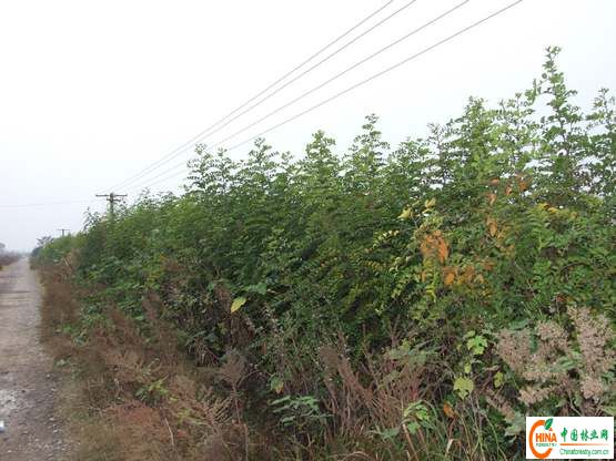 马甲子种苗的繁育与