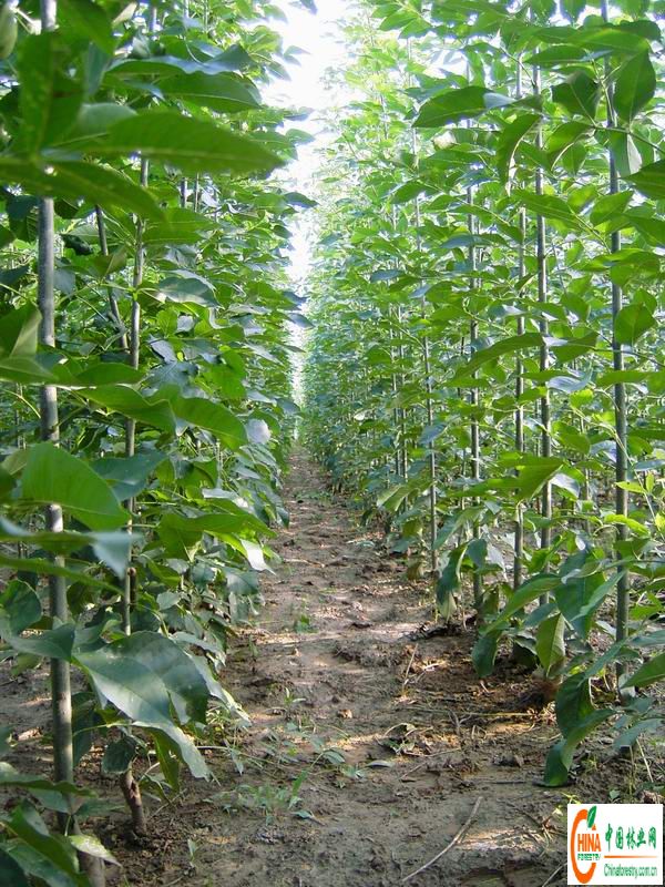 夕阳红毛呢 夕阳红正品女装