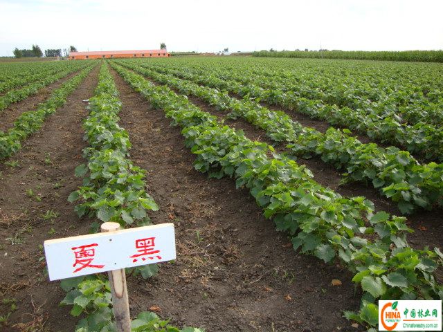 供应信息 产品名称 葡萄苗、果树苗、李子苗、