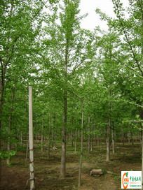 重庆银杏求购信息_中国蓝莓网_一亩田农业网