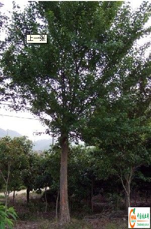 供应信息 产品名称 供应:三角枫10-40CM-- 中国