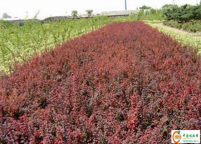 供应信息 产品名称 紫叶矮樱|夹滩苗圃|甘肃珍珠