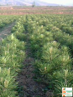 供应信息 产品名称 供应白皮松 油松 华山松小苗