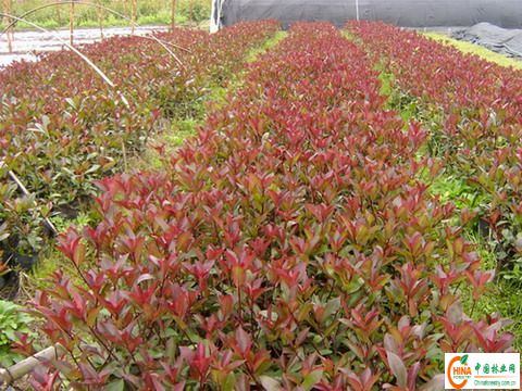 供应信息 产品名称 红叶石楠市场,红叶石楠种类