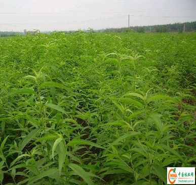 供应信息 产品名称 供应白皮松 油松 华山松小苗