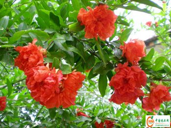 供应信息 产品名称 牡丹花石榴树直销中心136