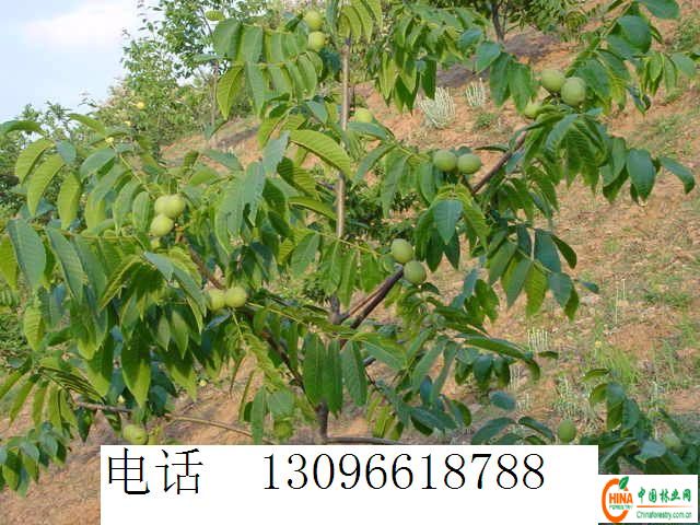 供应信息 产品名称 供应核桃苗核桃树山楂苗山