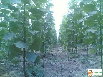 供应信息 产品名称 杨树苗-- 中国林业网-- 林业