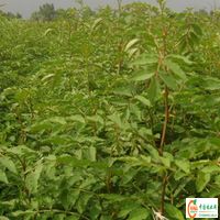 供应信息 产品名称 供应核桃苗核桃树山楂苗山