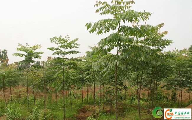 供应信息 产品名称 小栾树苗,栾树小苗,全冠栾树