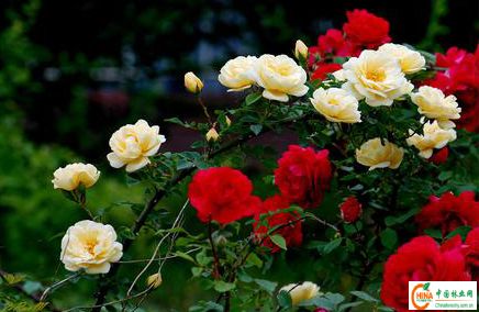 供应信息 产品名称 蔷薇,大花蔷薇-- 中国林业网