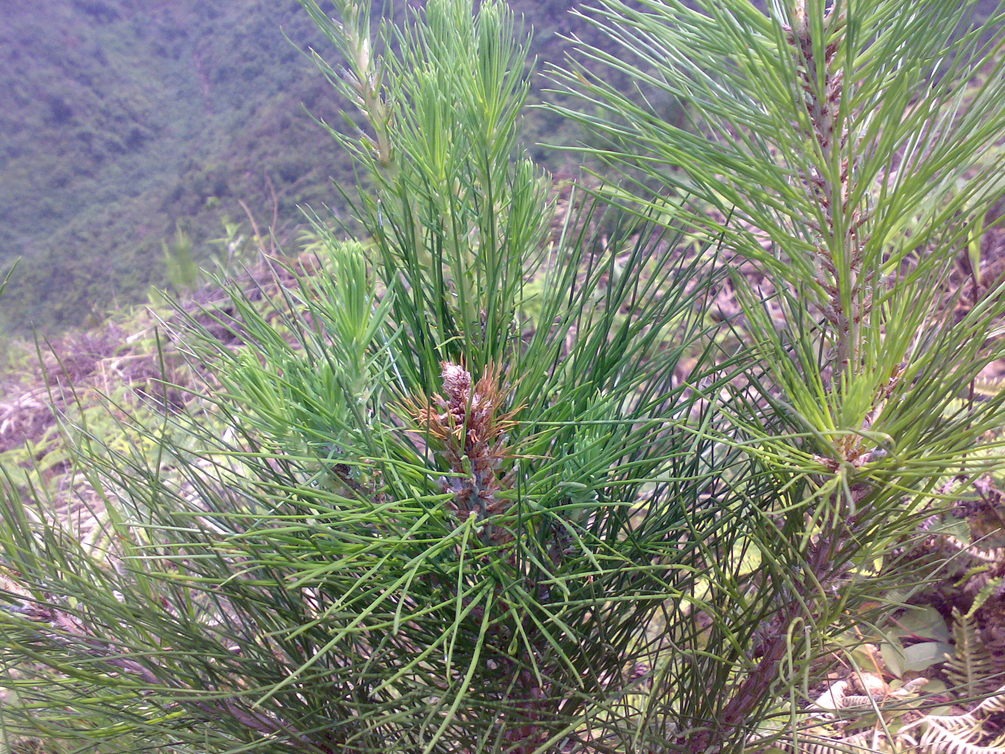 各位专家你们好,请问图片的枯枝是什么虫害,有没有好的防治方法?谢谢!