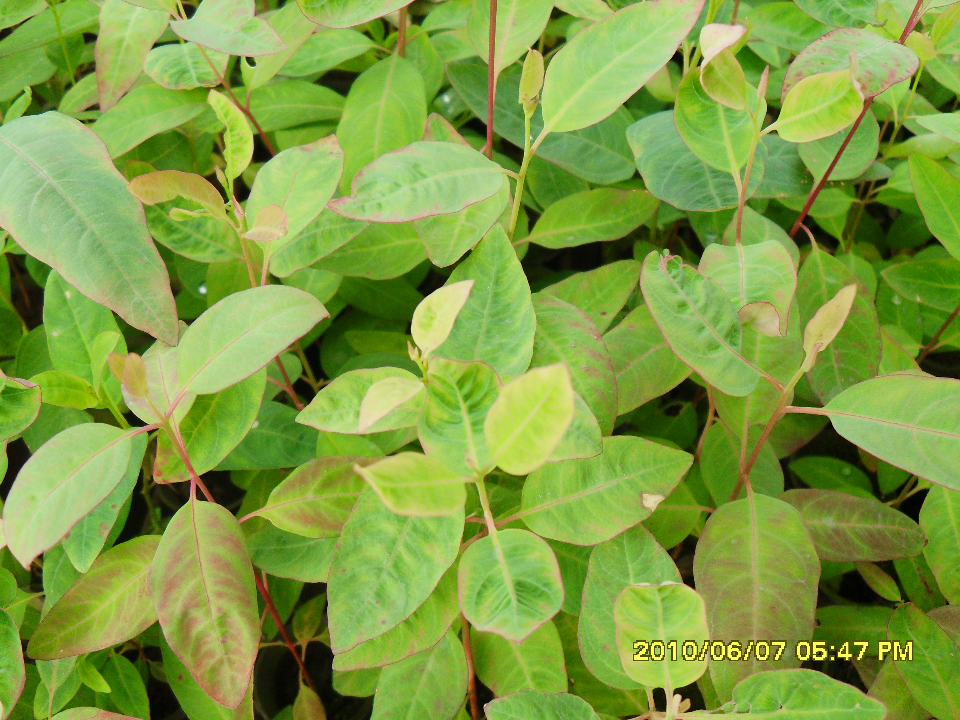 中国林业网--首创林业行业在线咨询平台,专家实