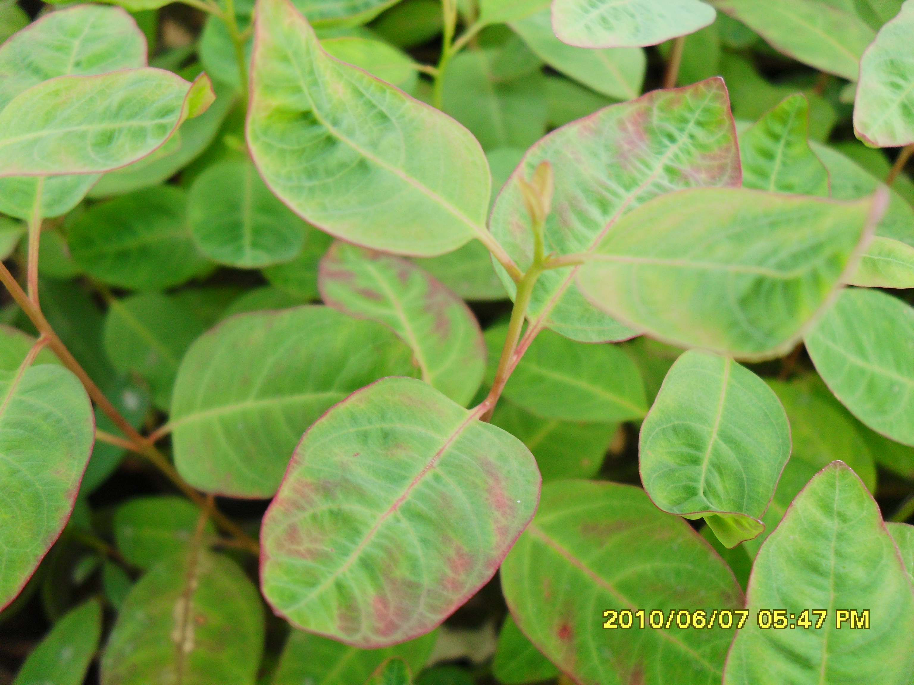 中国林业网--首创林业行业在线咨询平台,专家实